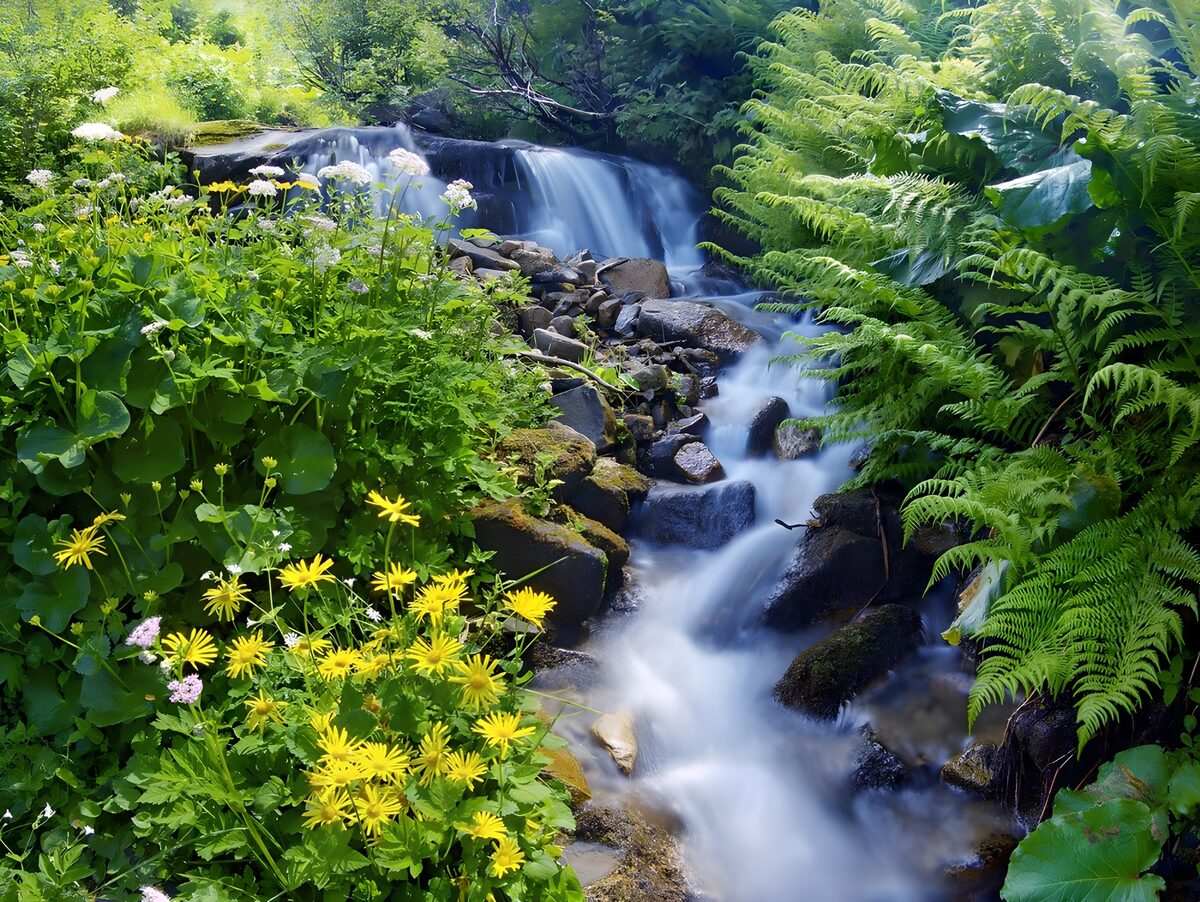 Serene Stream in Lush Greenery