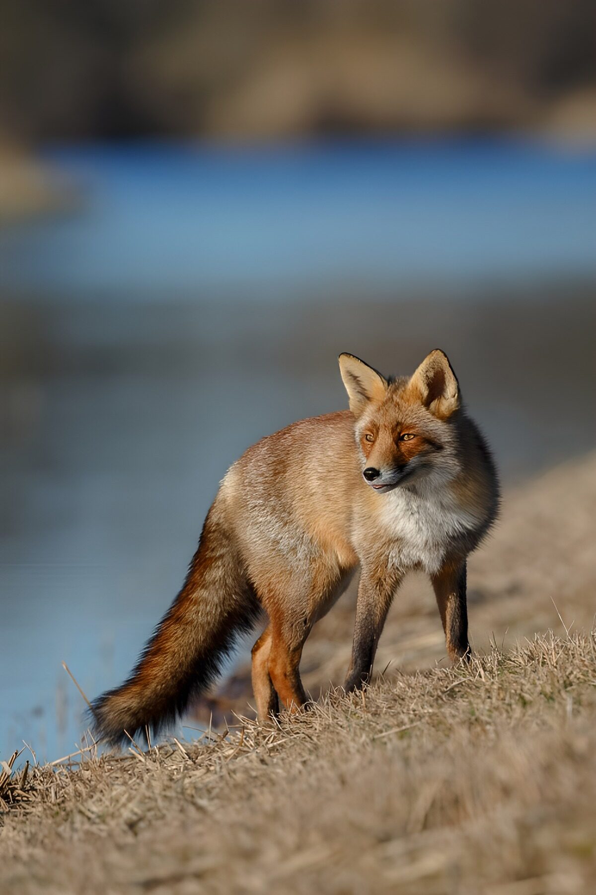 Curious Fox by the Riverbank