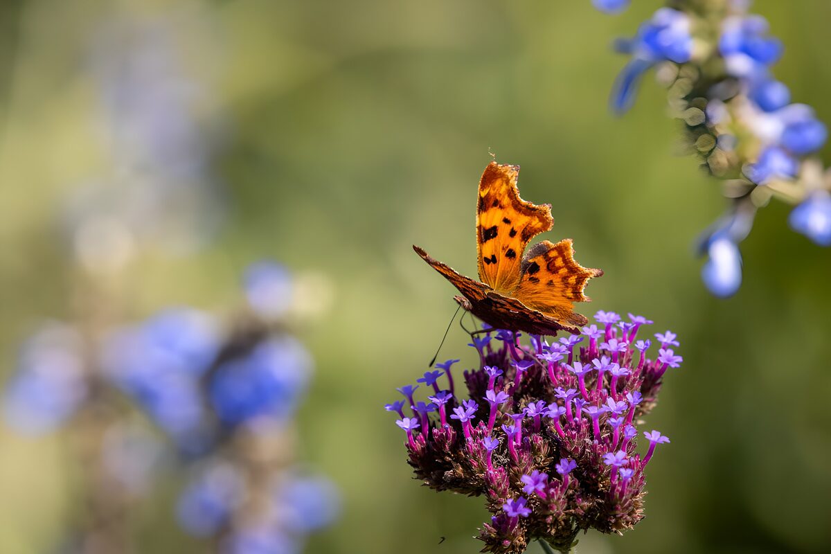 Vibrant Butterfly on Colorful Flowers