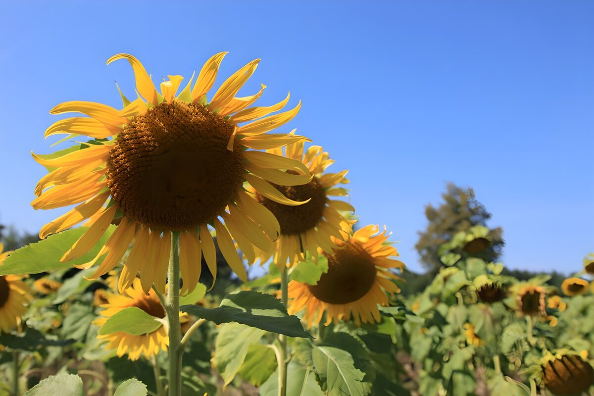 Bright Sunflowers Under Clear Blue Sky