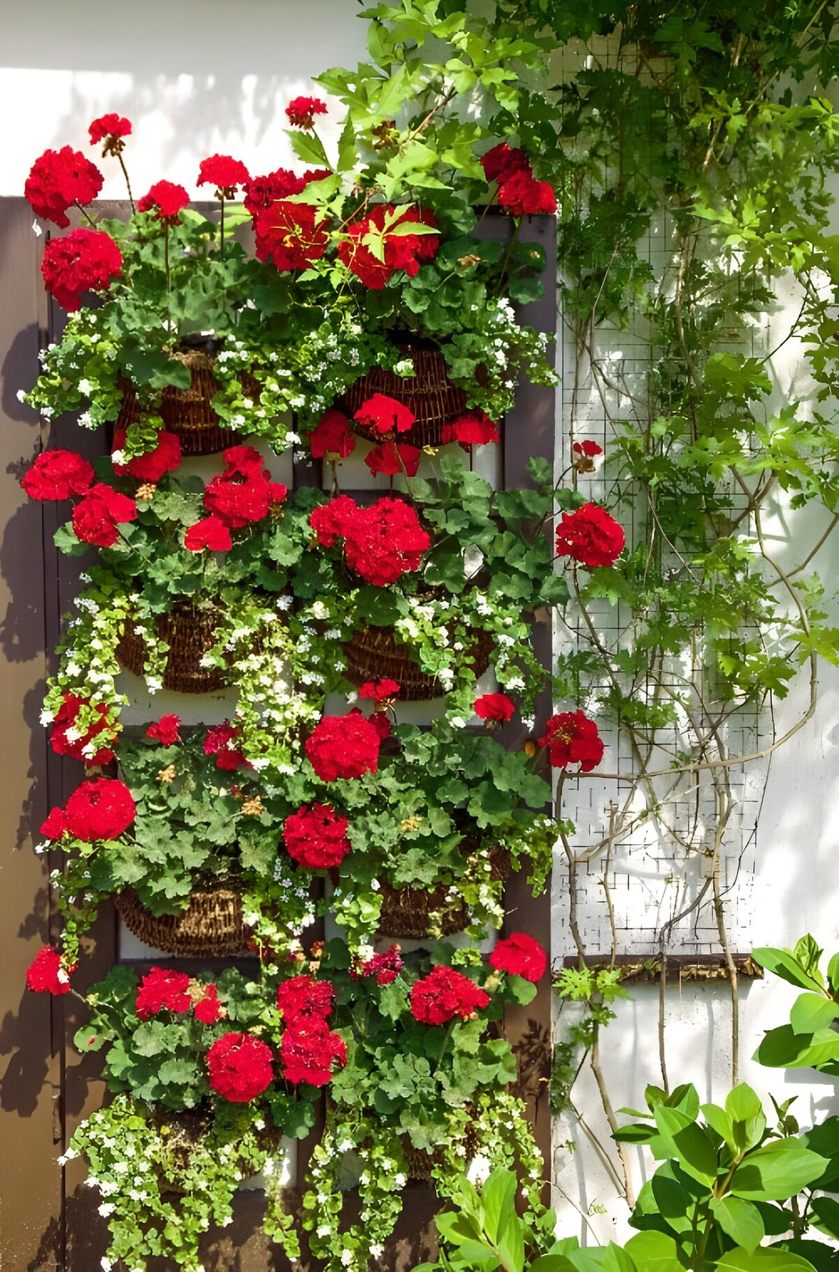 OCCOM6957035: Vibrant Red Geraniums Wall Display