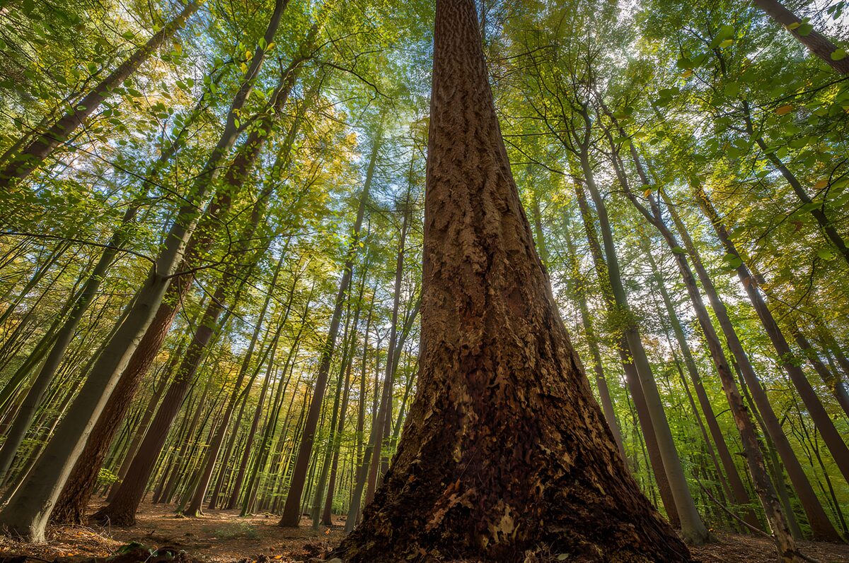 Majestic Forest Canopy