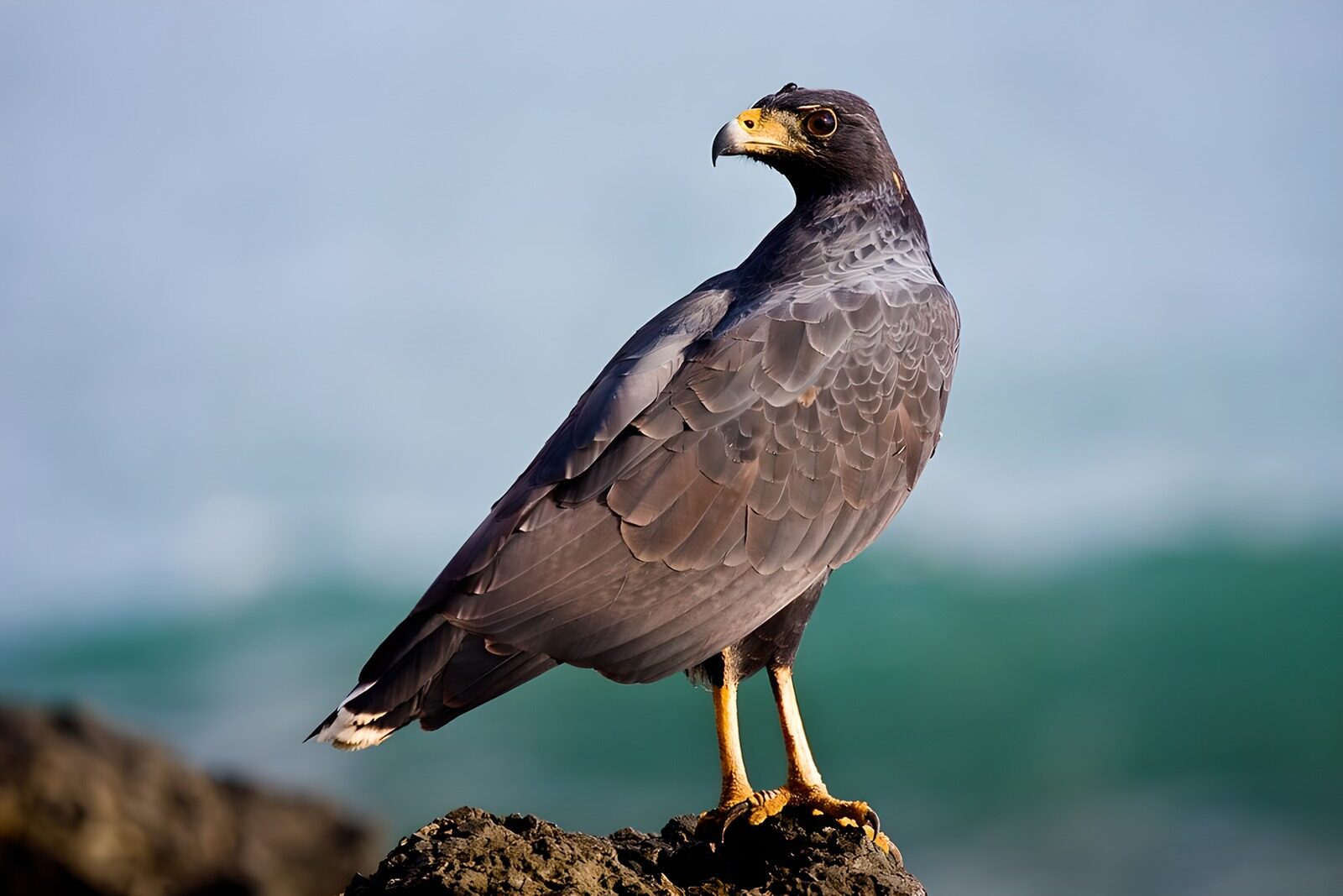 OCCOM3022763: Majestic Hawk by the Shore