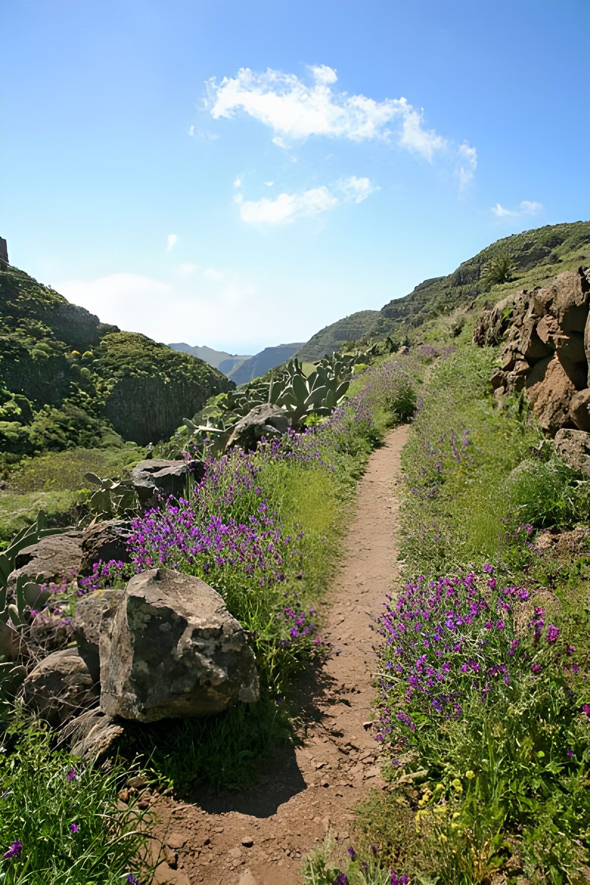 Scenic Trail Through Vibrant Flora