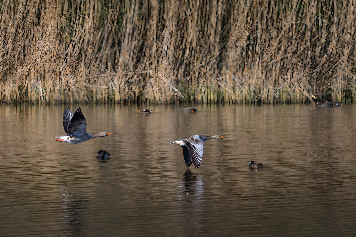 OCCOM8942812: Graceful Geese in Flight