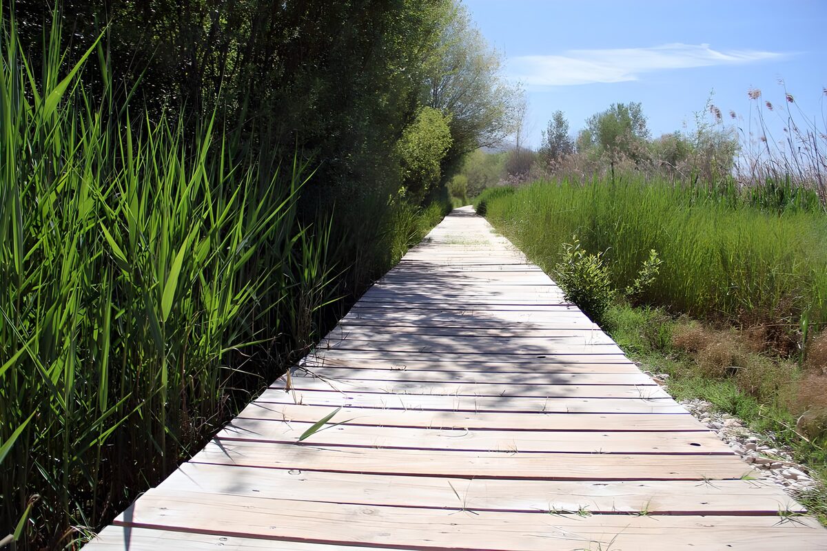 Serene Nature Pathway Through Greenery