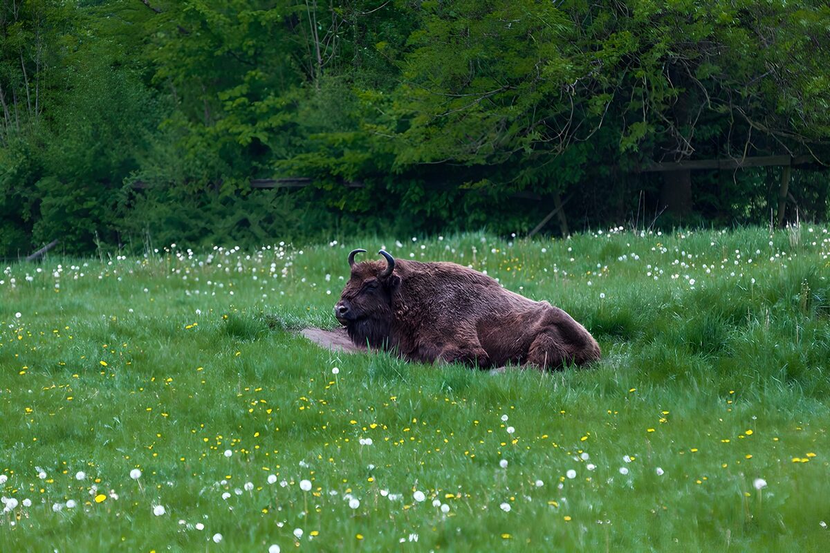 Calm Afternoon of a Bison