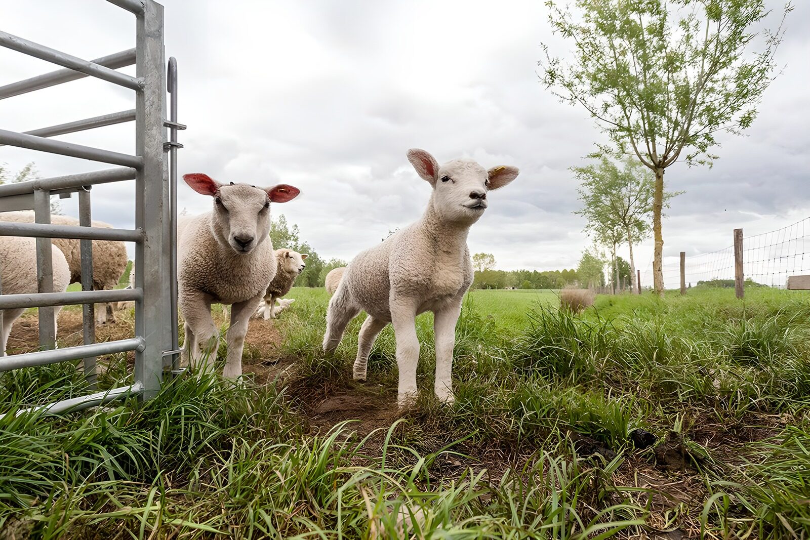 OCCOM2256718: Playful Lambs in the Meadow