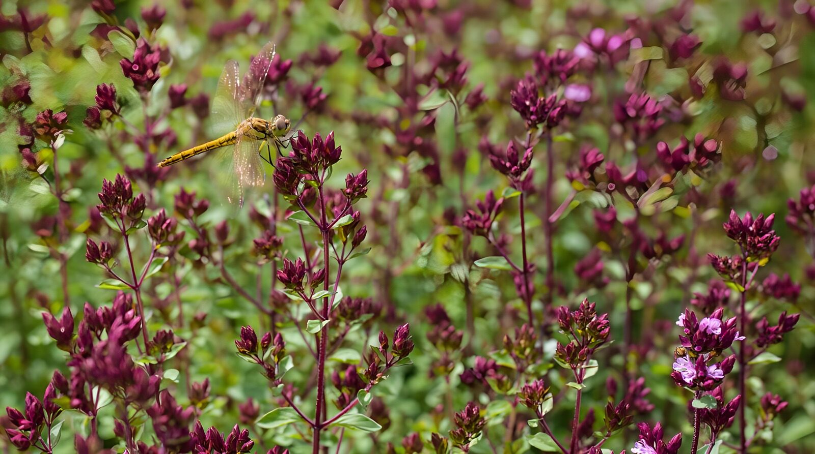 OCCOM1410156: Dragonfly Among Purple Blooms