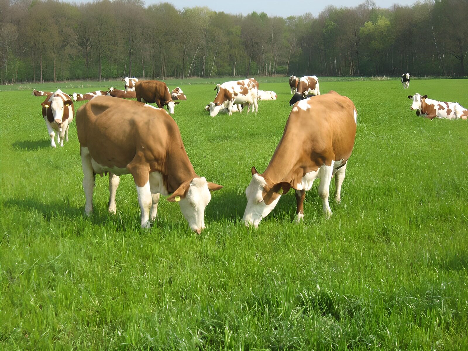 OCCOM3710172: Peaceful Cows Grazing in Green Pasture