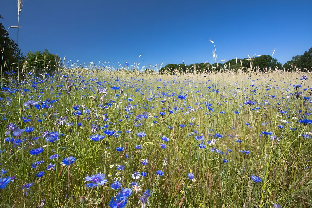 Vibrant Blue Wildflower Meadow