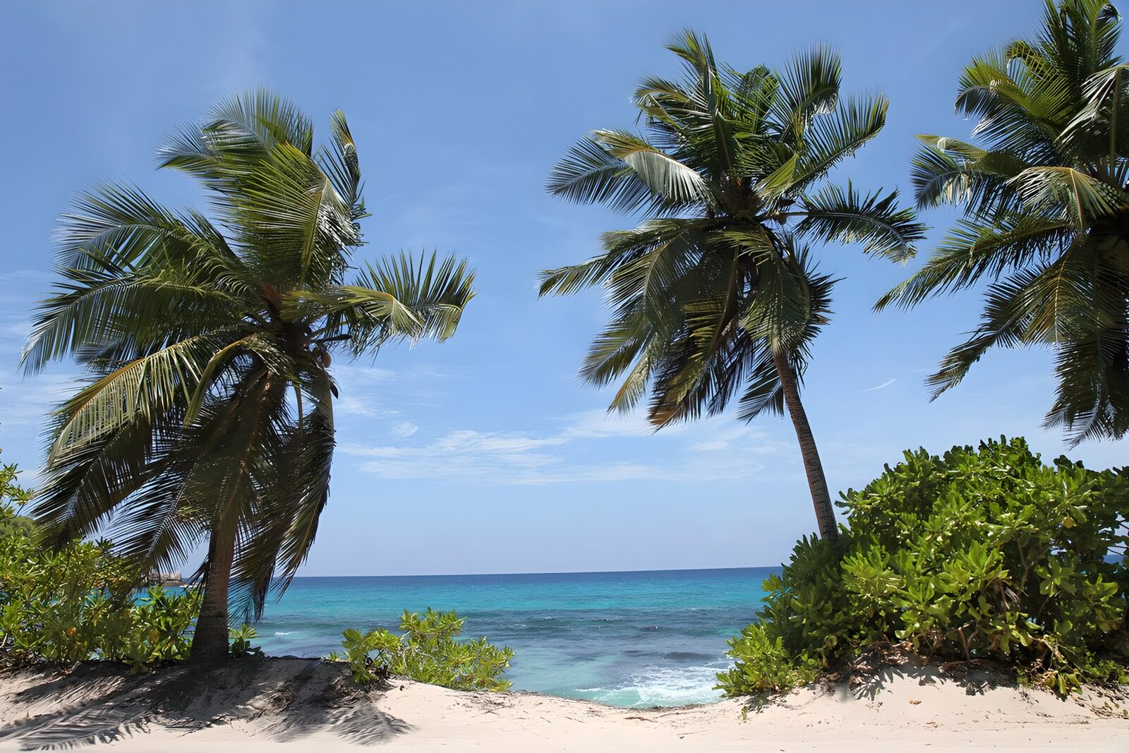 OCCOM8449639: Tropical Paradise by the Shore