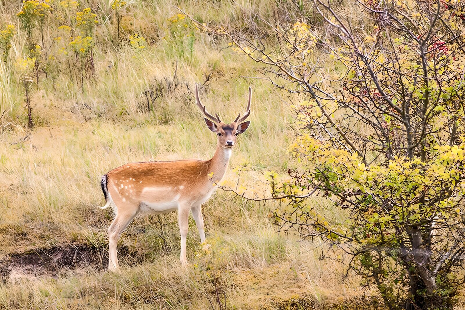 OCCOM3777114: Majestic Fallow Deer in Nature