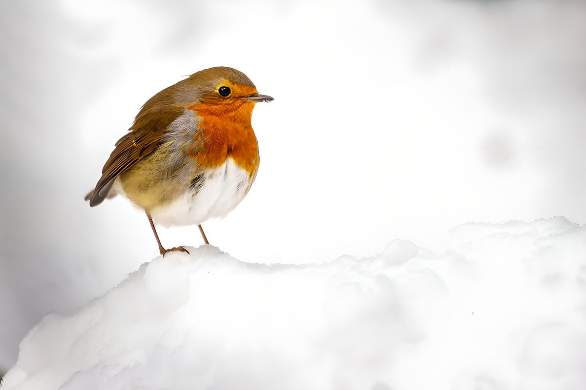 Winter Robin on Snowy Ground
