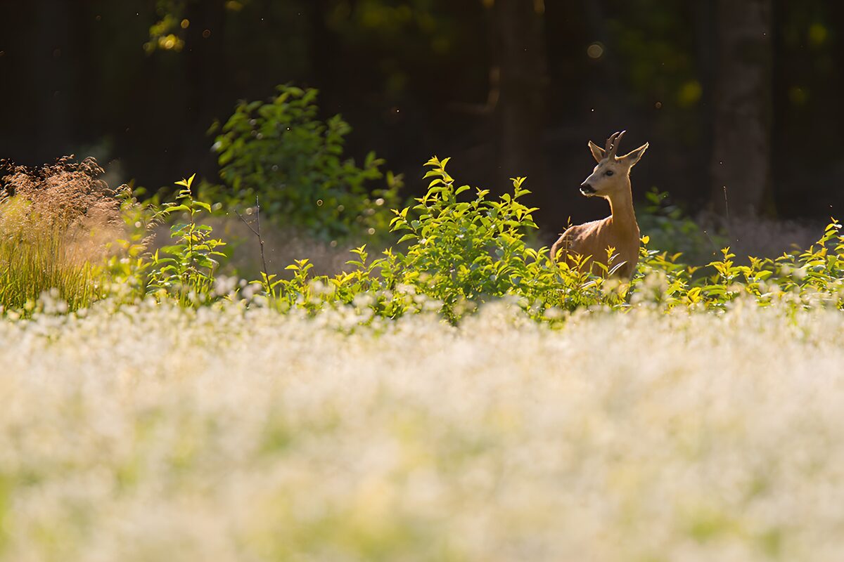 Majestic Doe in the Sunlit Meadow