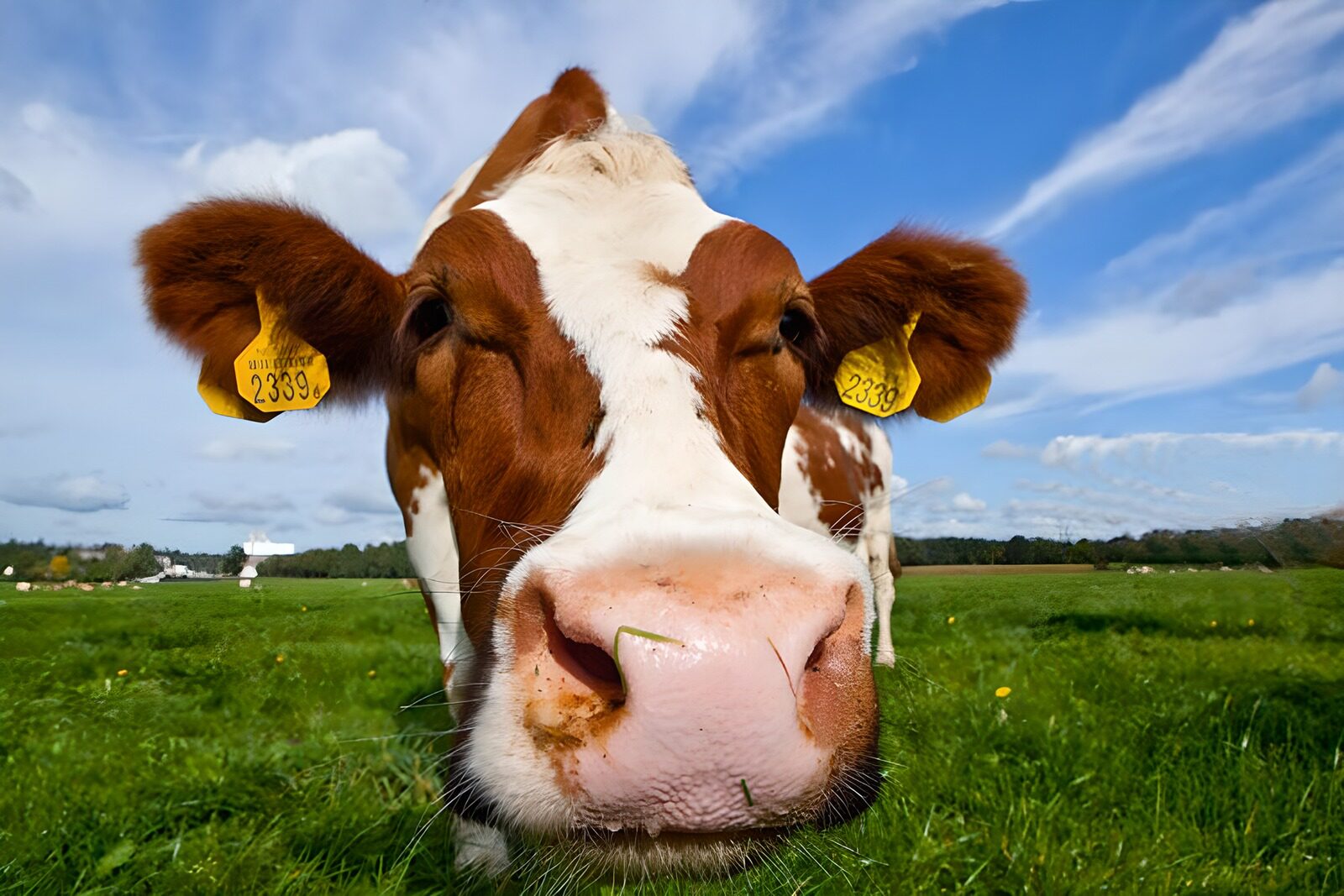 OCCOM2058106: Curious Cow in the Countryside