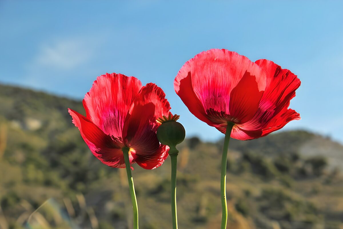 Radiant Red Poppies Against Blue Sky