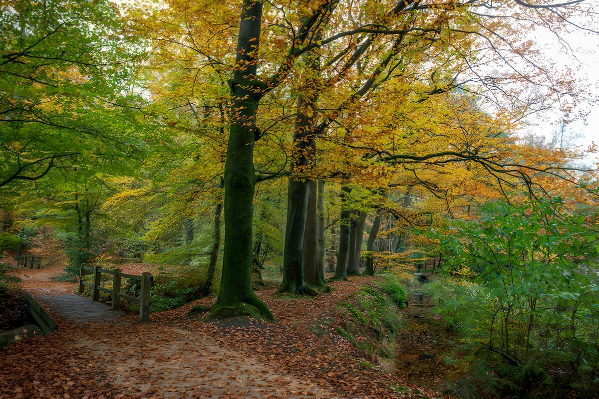 Autumn Serenity in a Forest Path