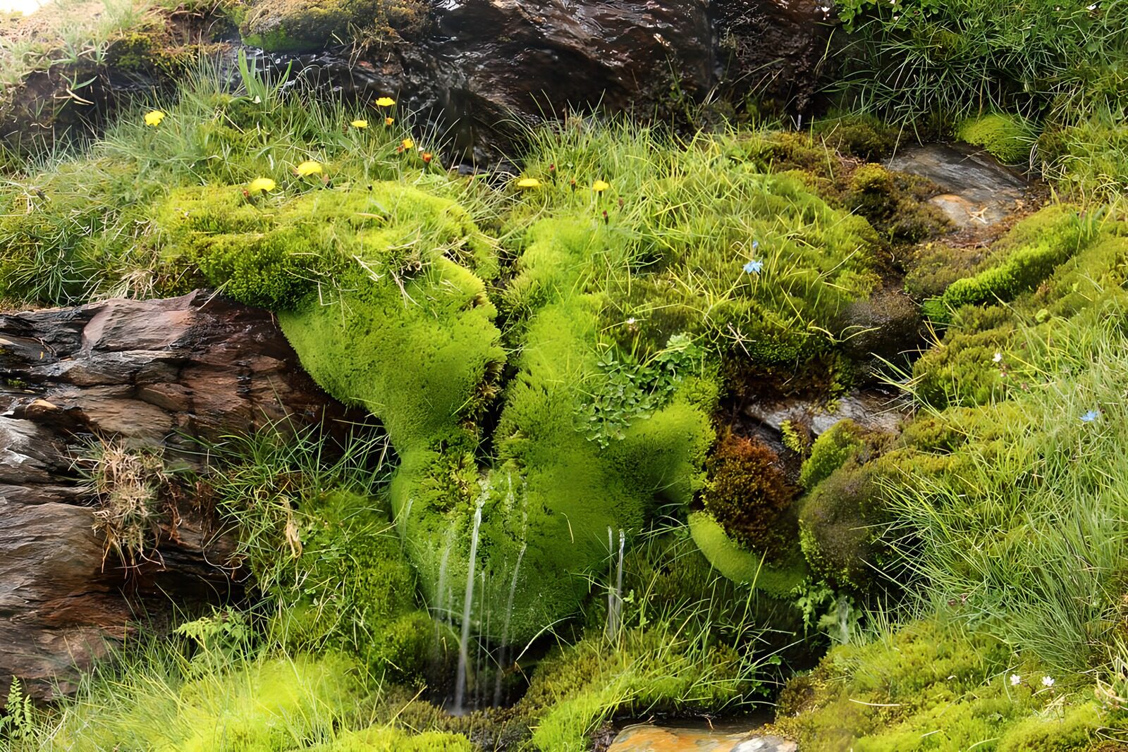 OCCOM5620510: Lush Green Moss Landscape