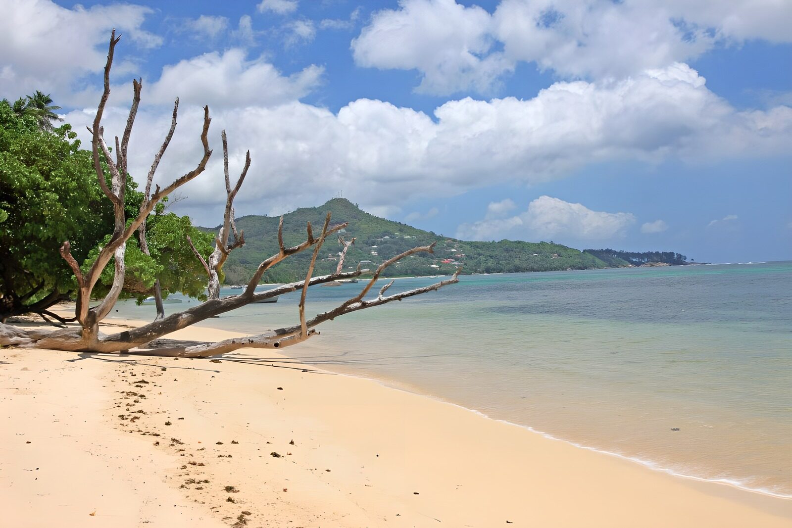 OCCOM2358337: Serene Beach with Driftwood