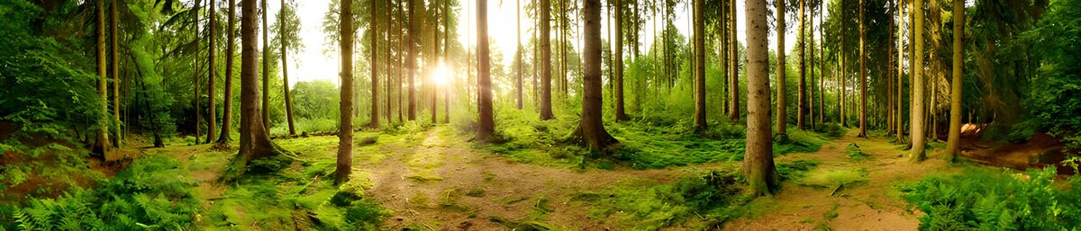 OCCOM9506530: Enchanted Forest at Sunset
