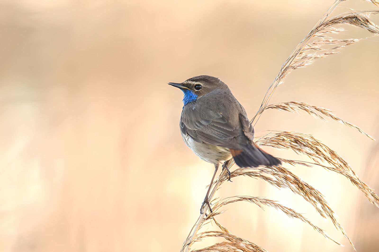 OCCOM3069121: Elegant Blue-Fronted Bird on Grass