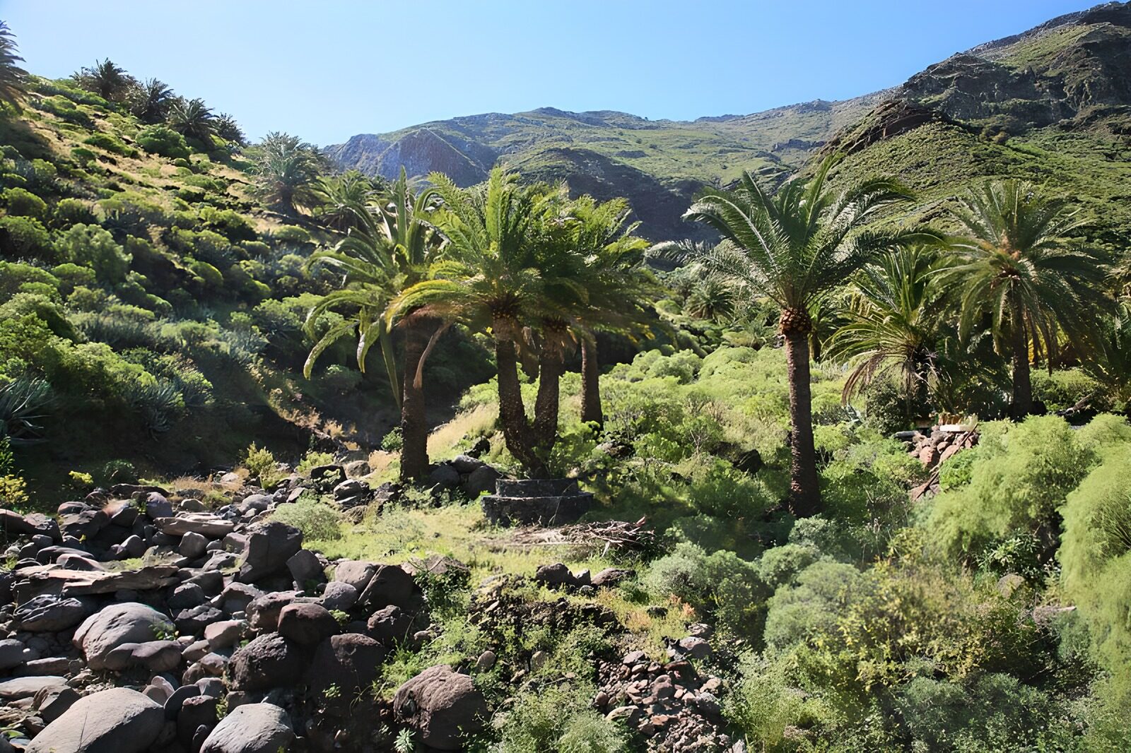 OCCOM9273263: Lush Palm Oasis in Scenic Landscape