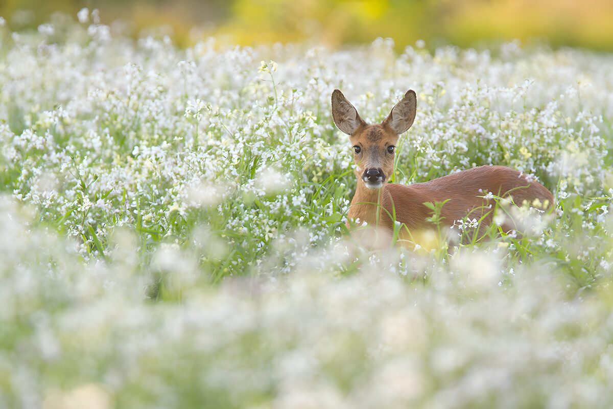 Curious Deer in Blooming Meadow