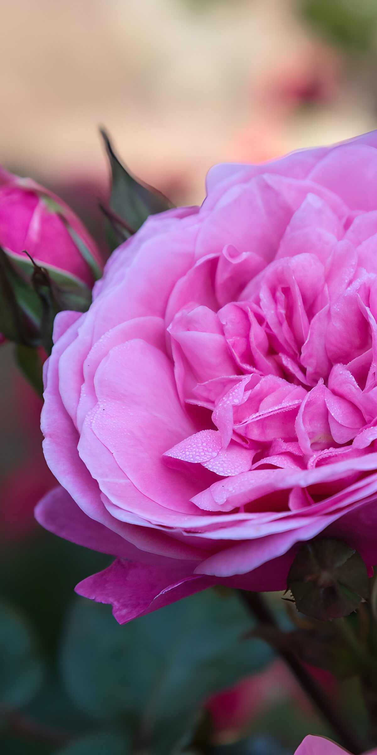 OCCOM7903063: Blooming Pink Rose in Focus