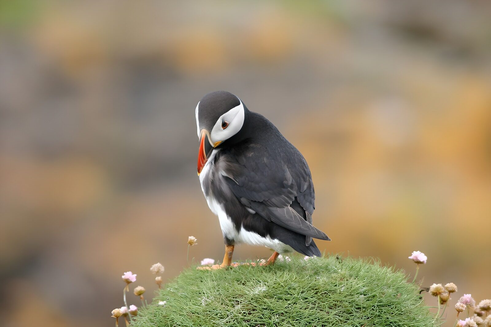 OCCOM4732921: Graceful Puffin on Coastal Grass