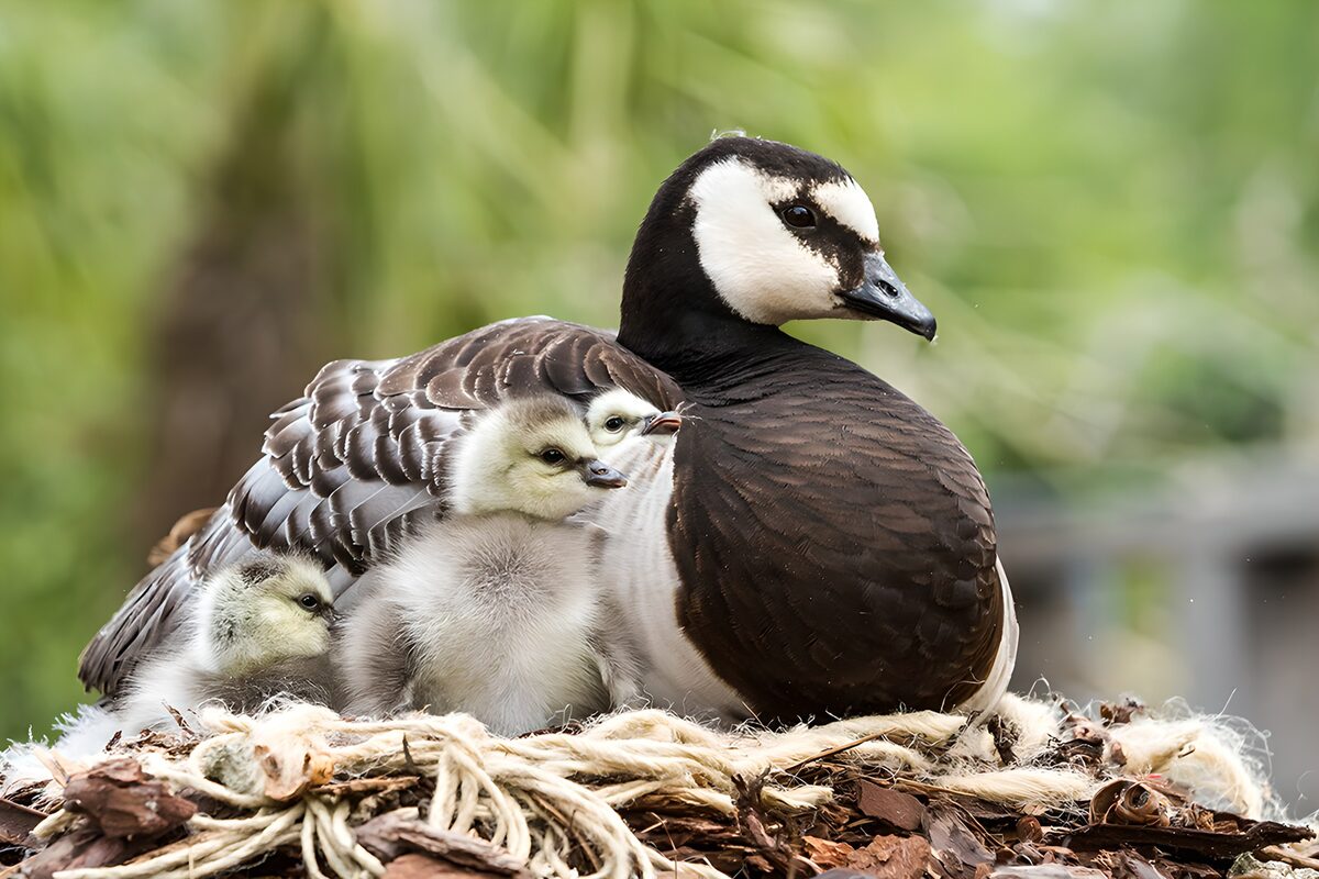 Family Bond of Barnacle Geese
