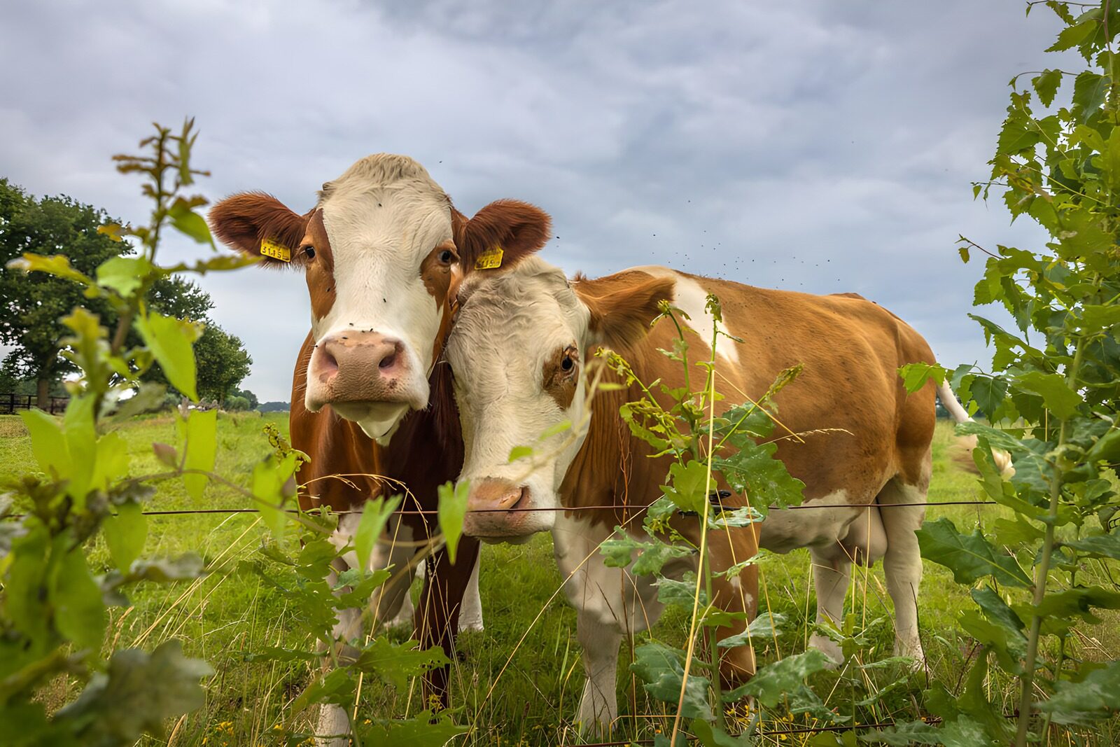 OCCOM3071479: Curious Cows in Pasture