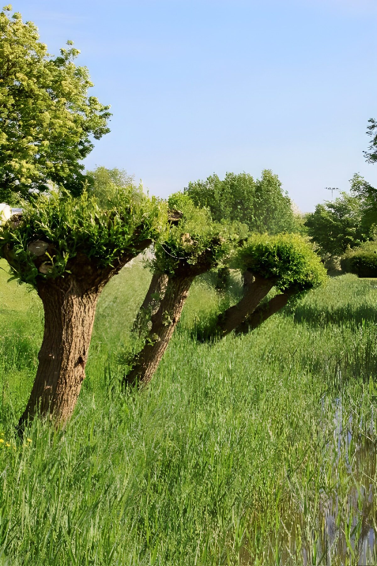 OCCOM2353268: Unique Pollarded Trees by a Waterway