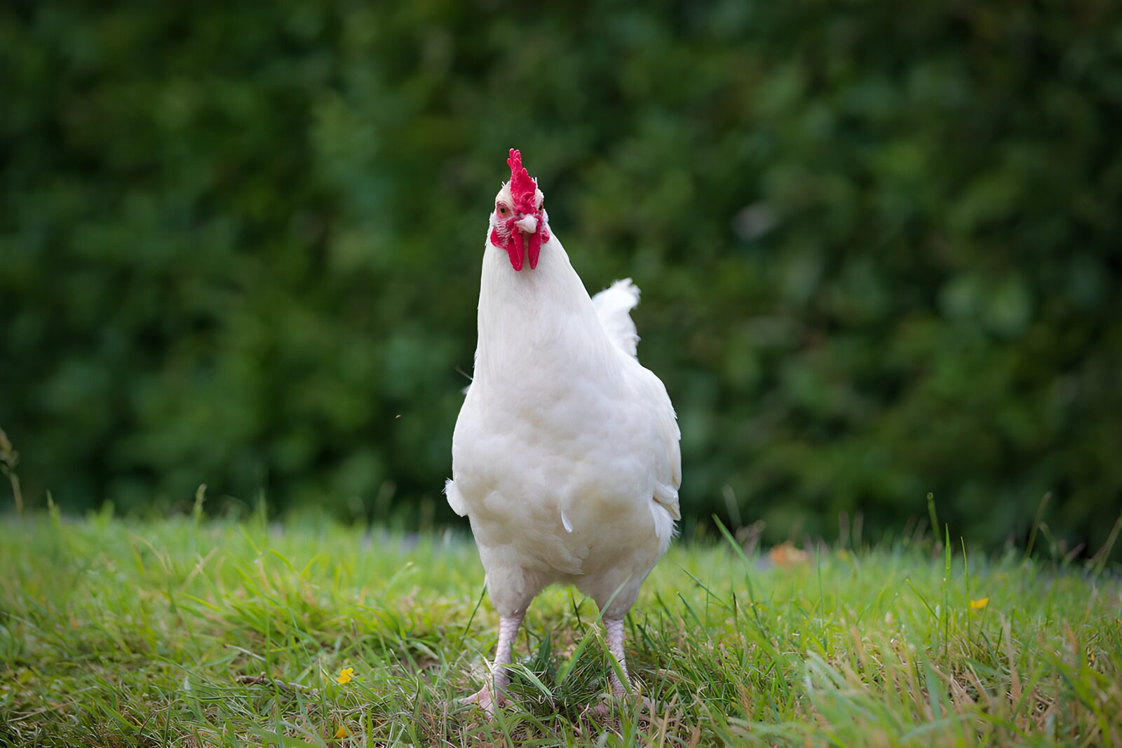 OCCOM5286452: Proud White Hen in the Garden