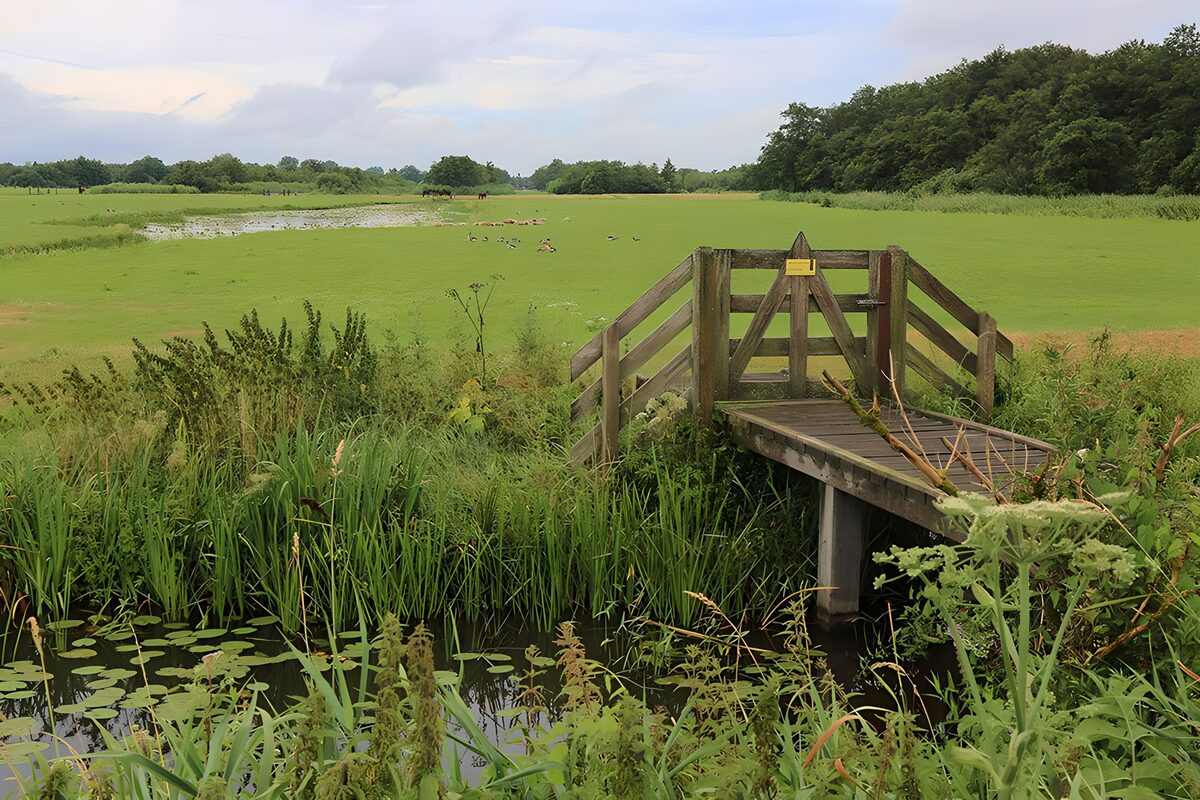 Peaceful Wetland Retreat