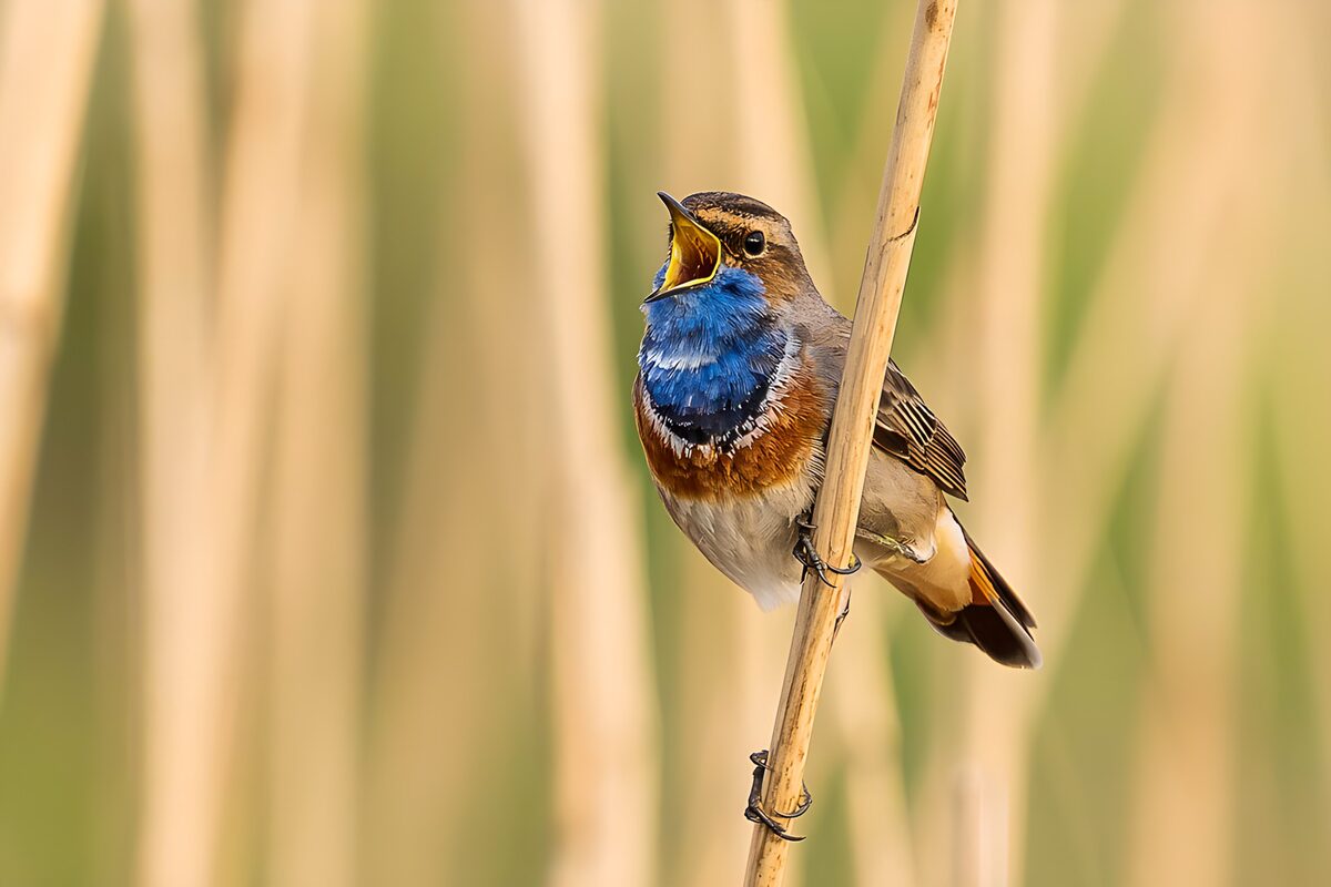 OCCOM5841156: Vibrant Singing Bird in Nature