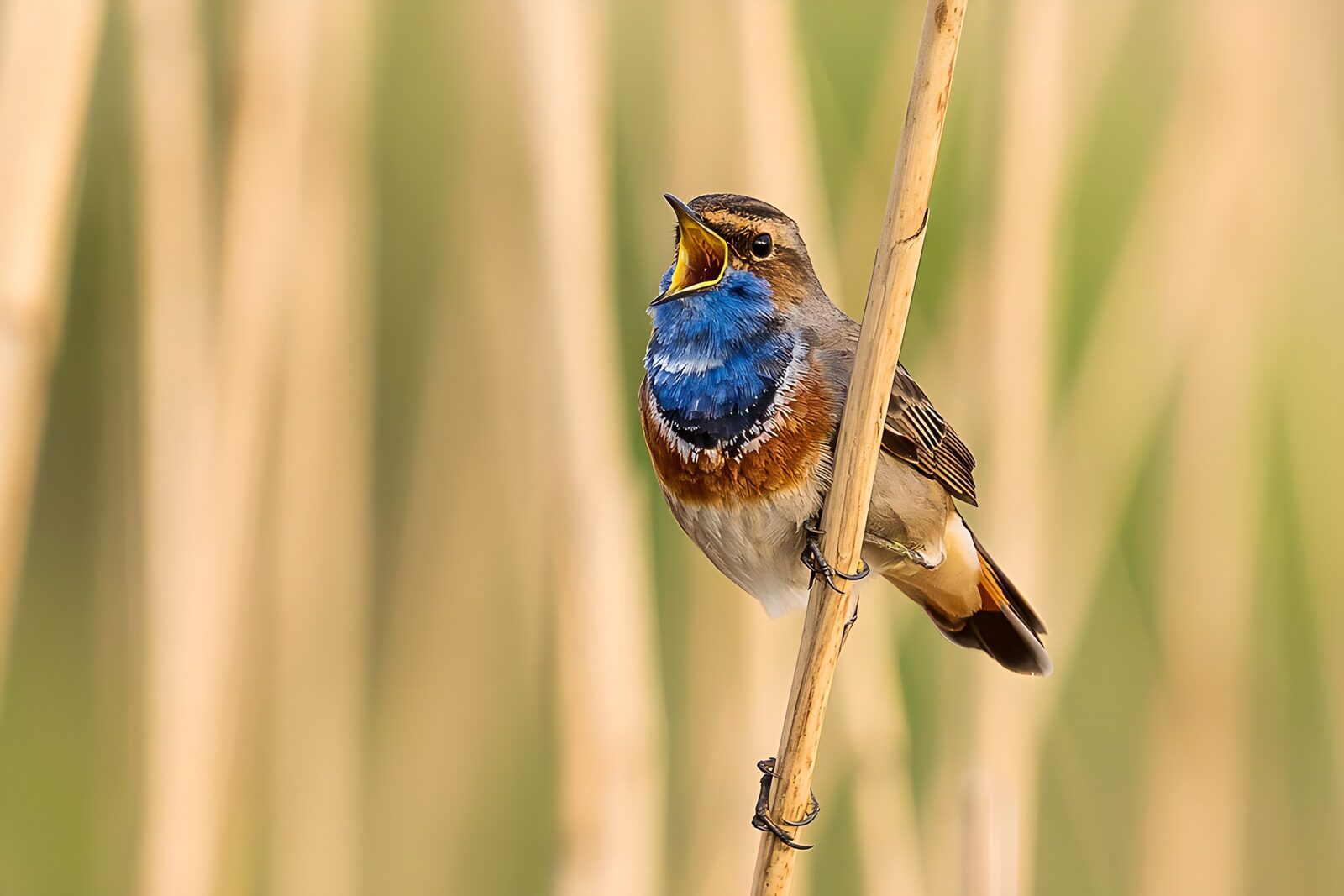 OCCOM5841156: Vibrant Singing Bird in Nature