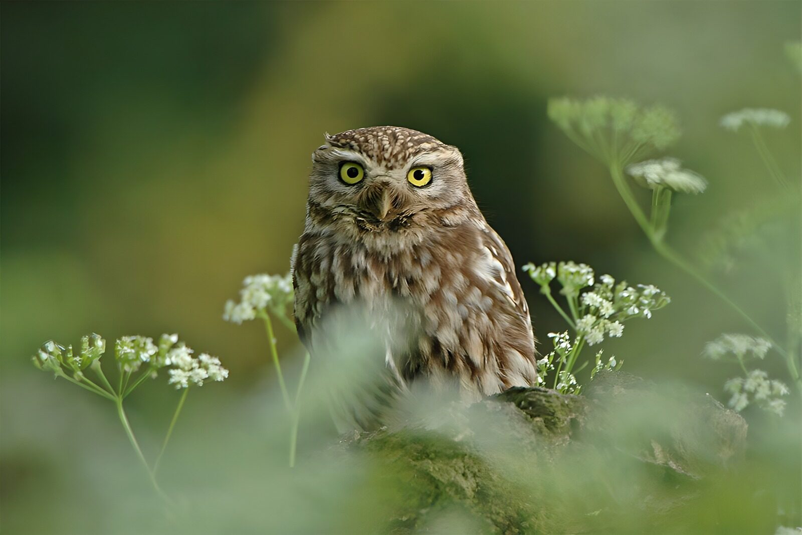 OCCOM8104738: Curious Little Owl in Nature