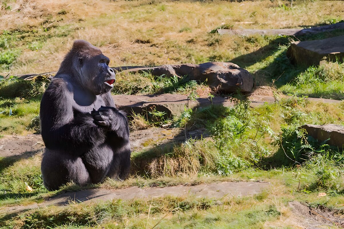 Serene Gorilla in Natural Habitat