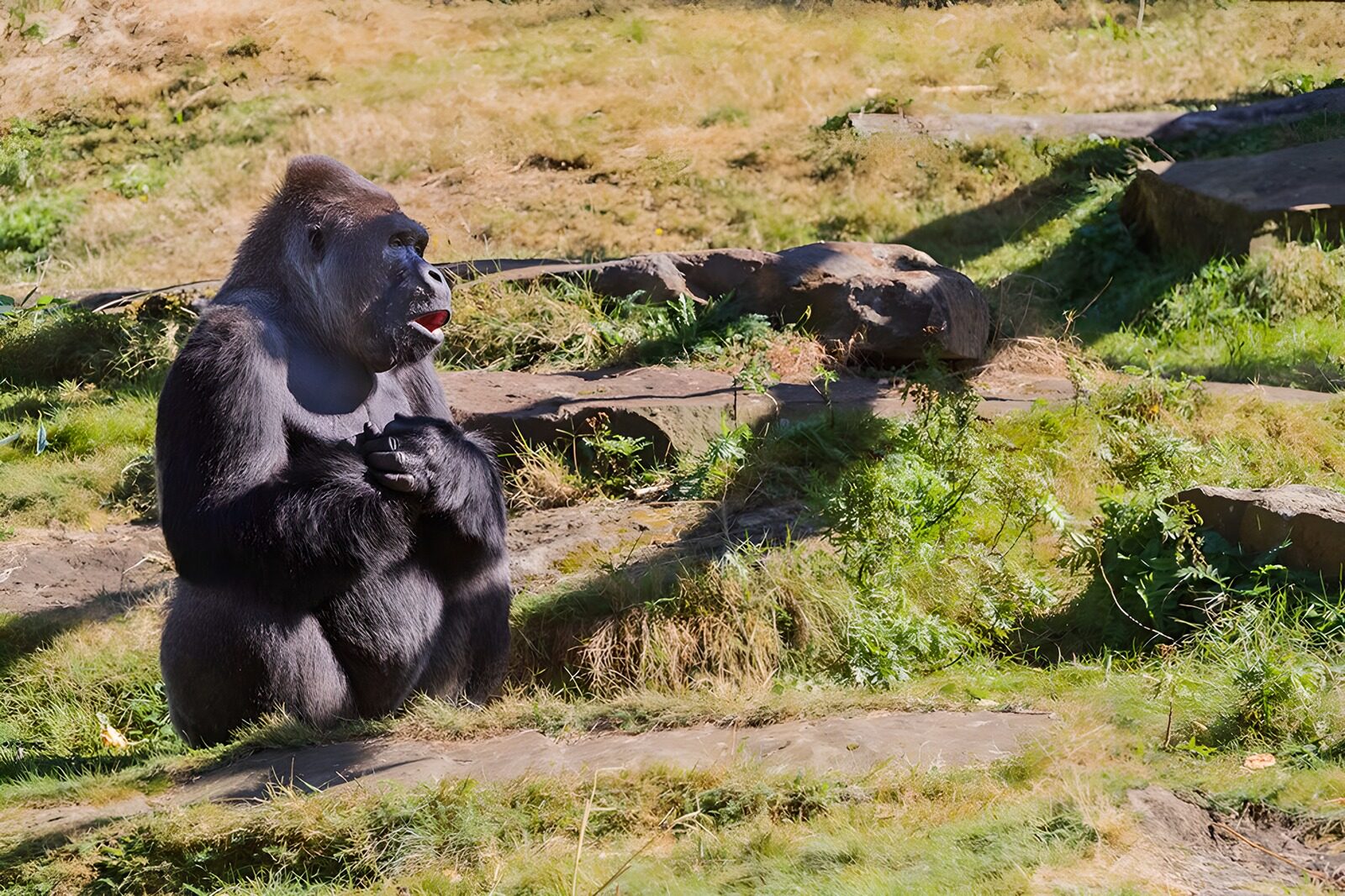 OCCOM5429060: Serene Gorilla in Natural Habitat