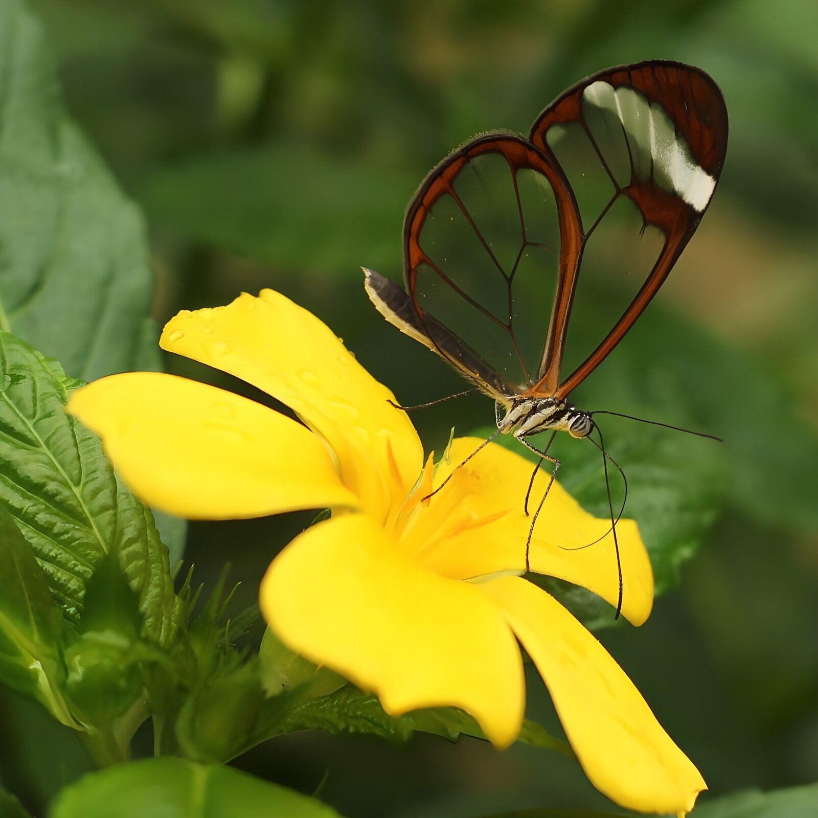 OCCOM3648778: Transparent Wings on Yellow Bloom