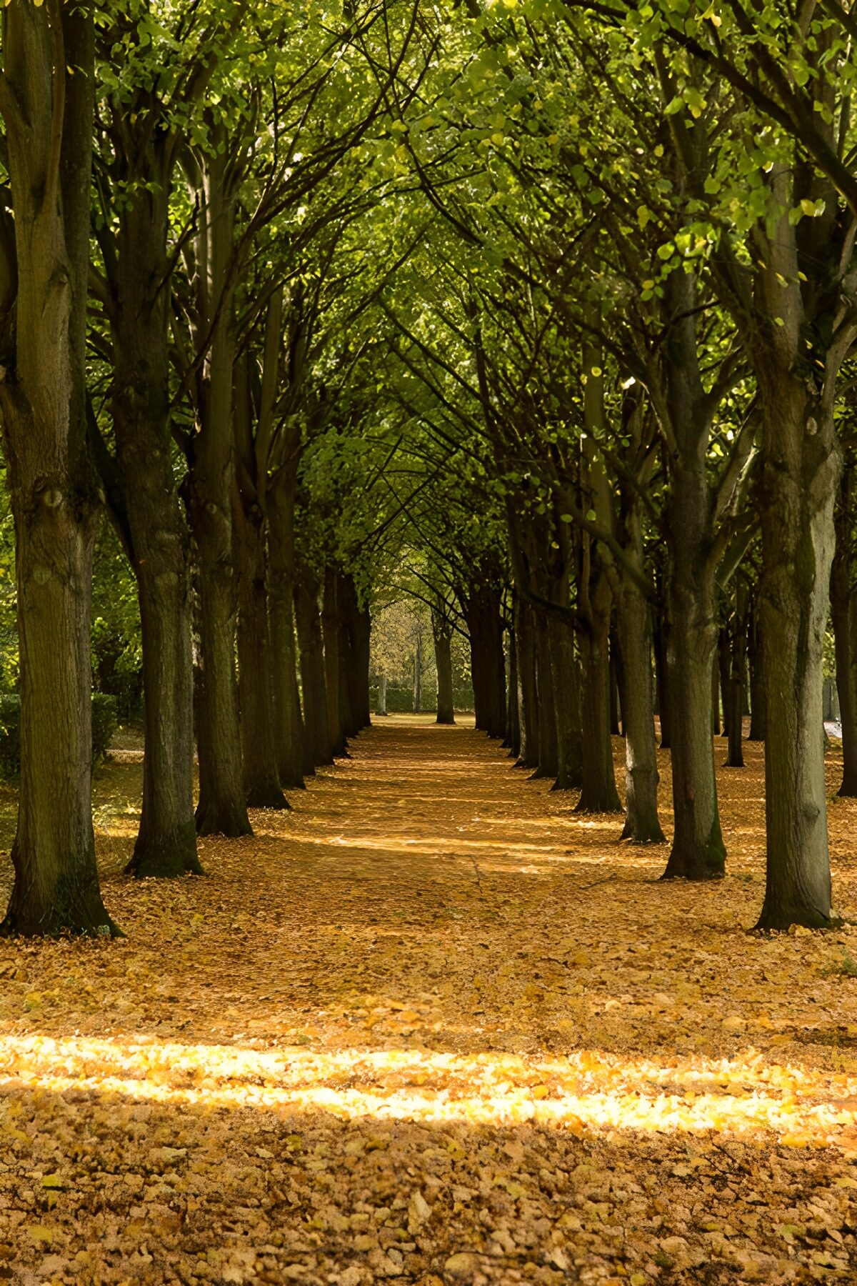 OCCOM2826015: Tranquil Pathway Through Autumn Leaves