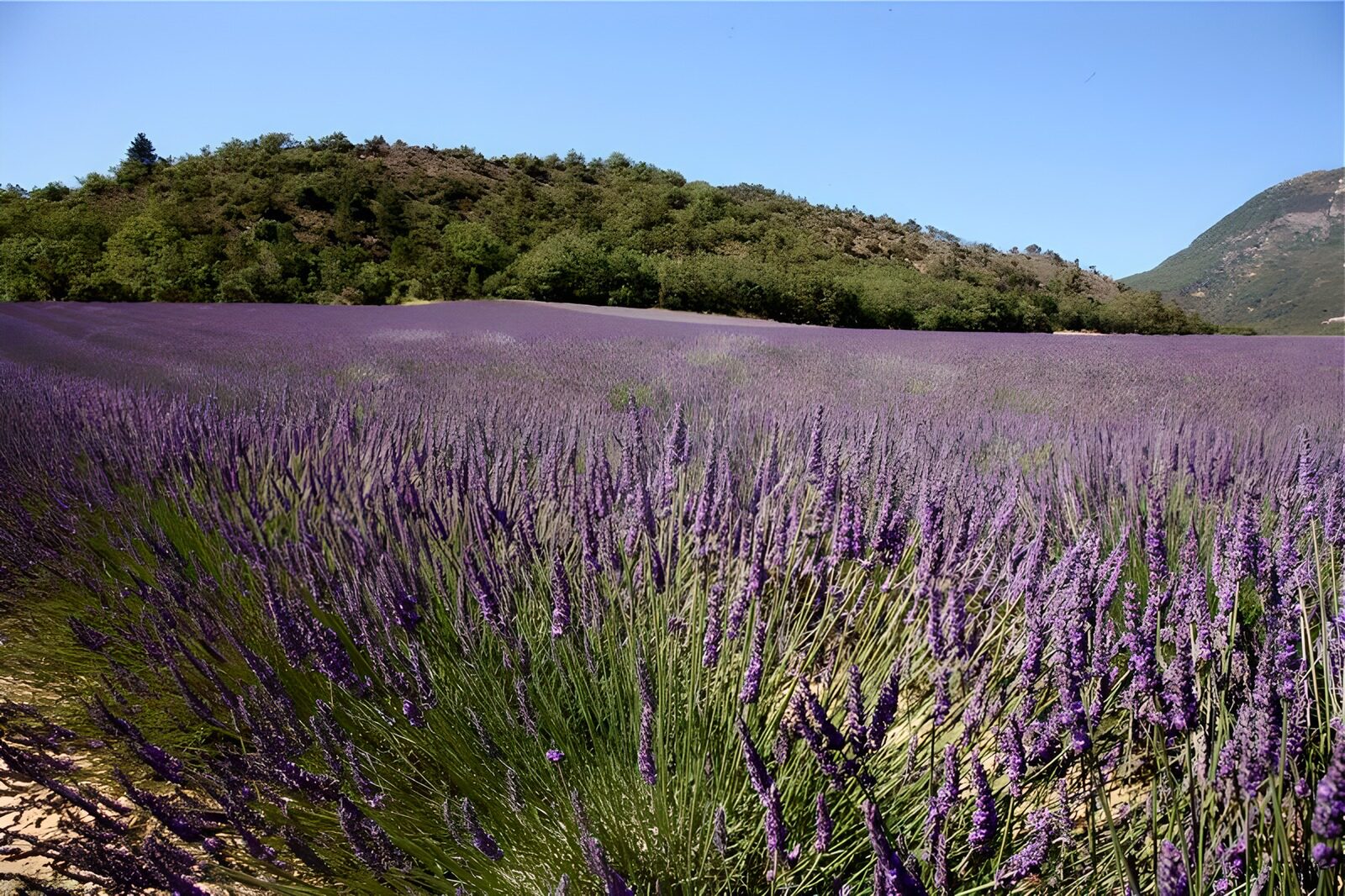 OCCOM5732088: Lavender Fields in Full Bloom
