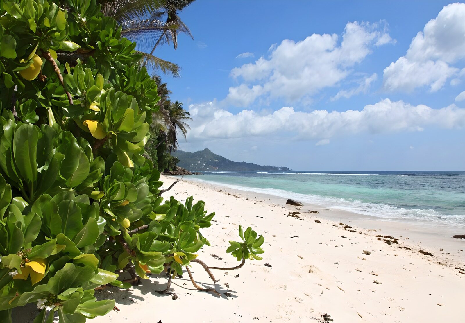 OCCOM5369015: Serene Beachside Paradise
