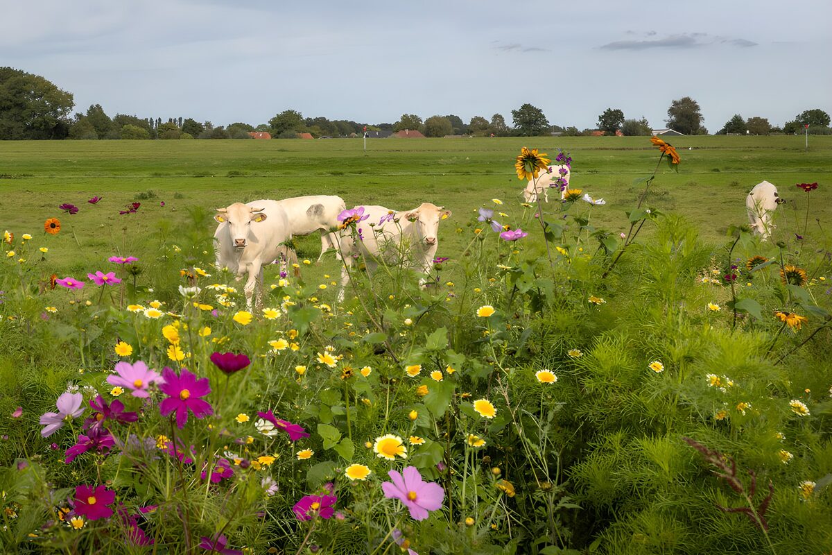 Cows Among Vibrant Wildflowers