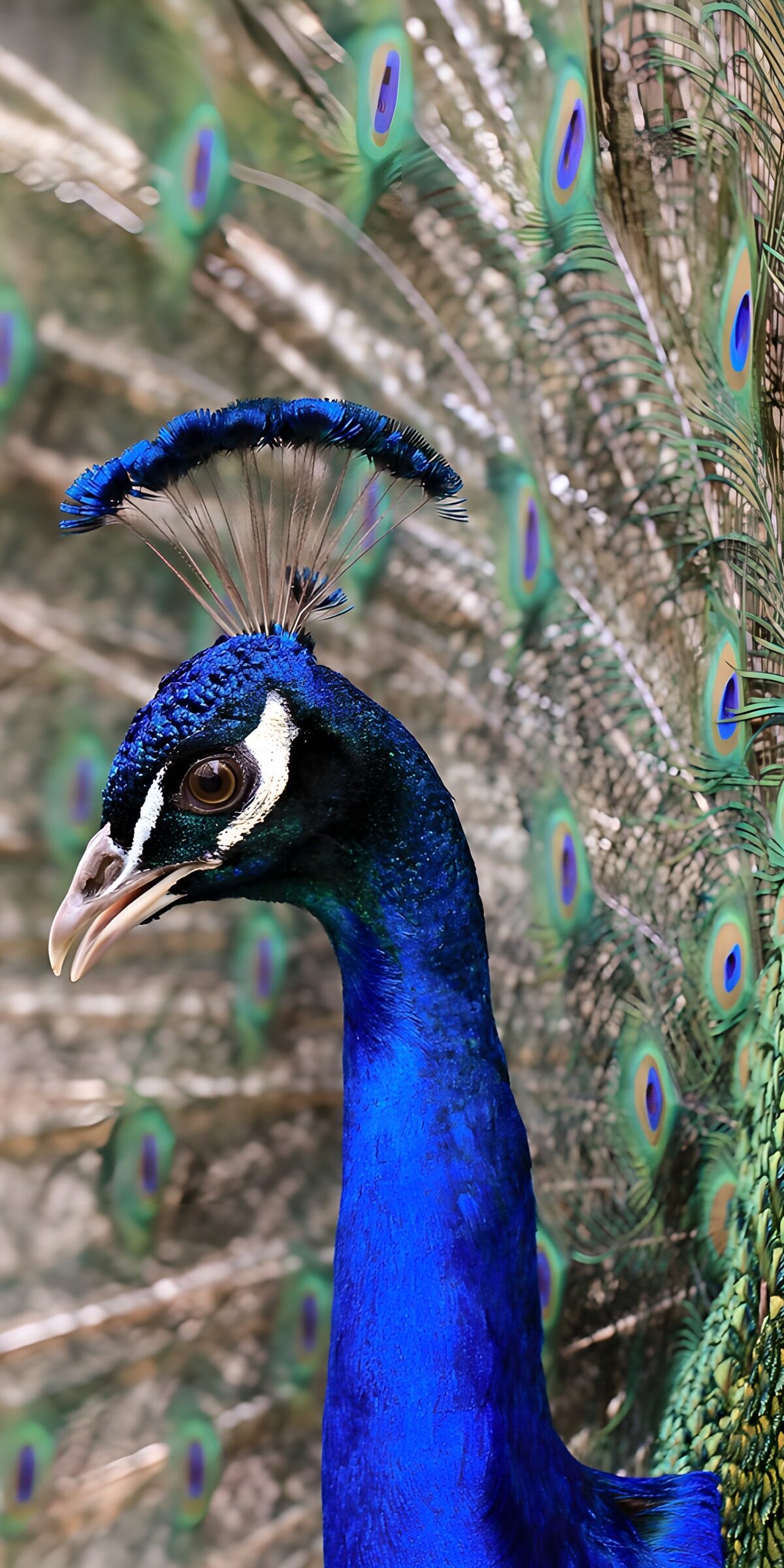 OCCOM5854782: Majestic Peacock Portrait