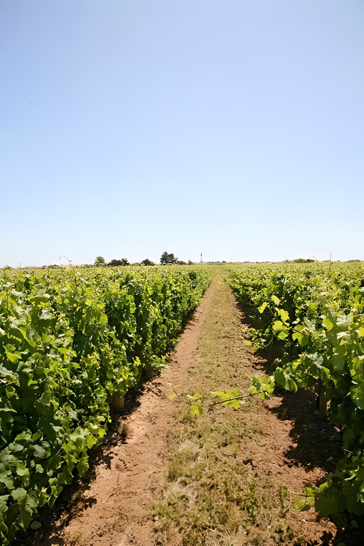 Serene Vineyard Rows in Bright Blue Sky