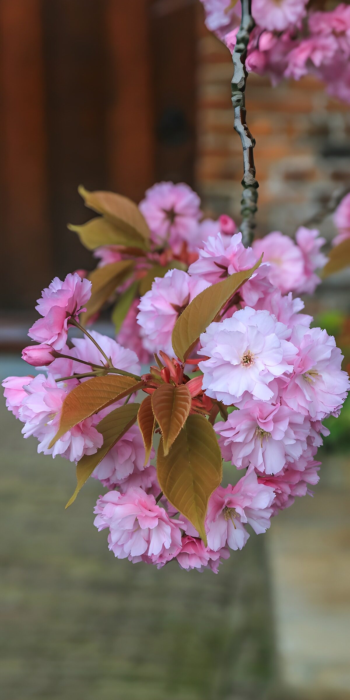 OCCOM4593068: Blooming Cherry Blossoms