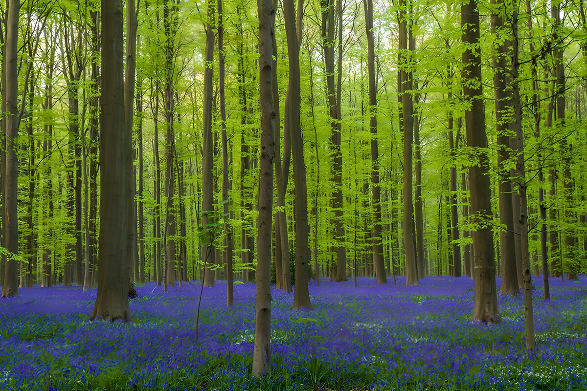 OCCOM7451052: Enchanted Bluebell Forest in Spring