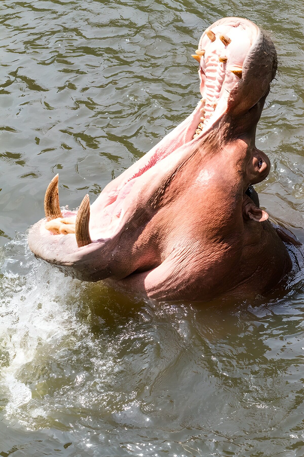 Hippo Displaying Its Impressive Yawn